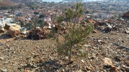Marmaris’te Yangının 4. Yılı: Tohumlar Filizlendi