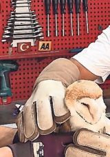 Nadir Pe&ccedil;eli Baykuş Esnafın Yardımıyla Kurtarıldı