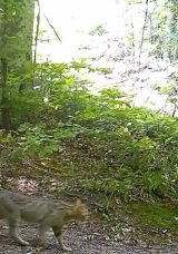 Nesli T&uuml;kenme Tehlikesi Altında Olan Vahşi Kedi Fotokapanla G&ouml;r&uuml;nt&uuml;lendi!