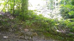 Nesli Tükenme Tehlikesi Altında Olan Vahşi Kedi Fotokapanla Görüntülendi!