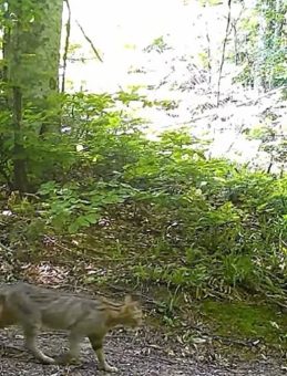 Nesli Tükenme Tehlikesi Altında Olan Vahşi Kedi Fotokapanla Görüntülendi!