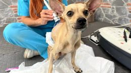 Nişanlı Çift Ayrıldı: Klinikte Tedavi Gören Köpekleri 'Lucky' Ortada Kaldı