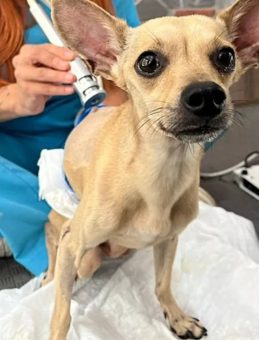 Nişanlı Çift Ayrıldı: Klinikte Tedavi Gören Köpekleri 'Lucky' Ortada Kaldı