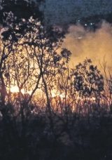 Orman Yangınlarına Anında M&uuml;dahale