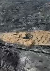 &Ouml;demiş&rsquo;te Dikkat &Ccedil;eken G&ouml;r&uuml;nt&uuml;: Yangından Etkilenmeyen Zeytinlik Alan