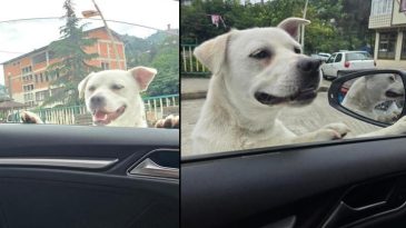 Pitbull G&ouml;r&uuml;n&uuml;ml&uuml; K&ouml;pek Sosyal Medyada G&uuml;ndem Oldu
