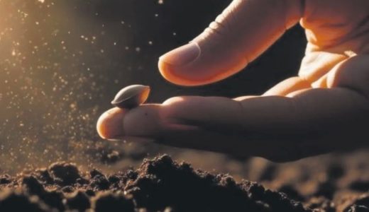 Rekabet Kurulu’ndan Tohumculara Soruşturma