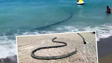 Şaşkınlık Yaratan Manzara! Antalya'nın Sahilinde: 500 Metrelik Plastik Boru