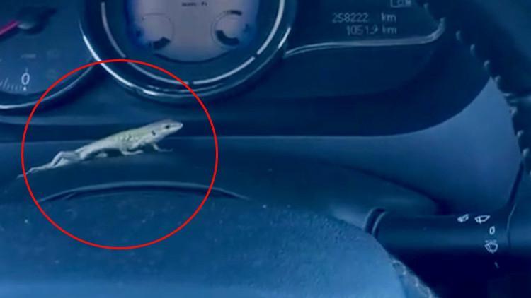 Seyir Halindeyken Gösterge Panelinde Kertenkele Gördü, Şok Geçirdi!