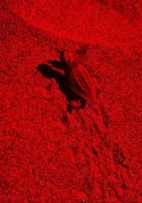 Sezonun İlk Yavruları Denize Ulaştı