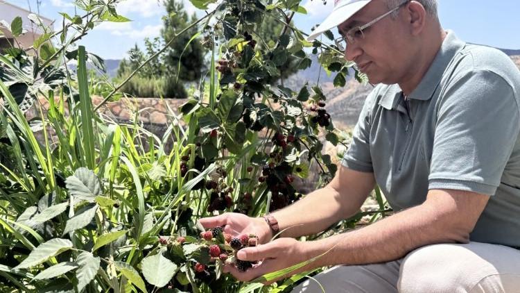 Siirt'te Yüksek Rakımlı Alanlarda Başarı İle Deneme Yapıldı