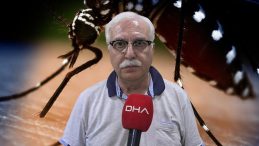 Sivrisineklerden bulaşıyor! Uzman isimden 'Chikungunya' virüsü açıklaması: Yakın bir tehdit söz konusu değil