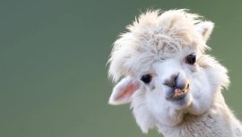 Şizofreni Hastalarına Yeni Bir Umut: Tedavide Lama T&uuml;y&uuml; Kullanılıyor