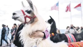 Şizofreni Tedavisinde Umut: Lama T&uuml;y&uuml;