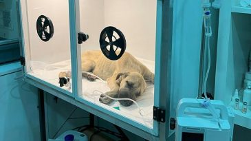 Sosyal medyayı sarsan olay | Sopayla saldırıya uğrayan yavru k&ouml;pek: Hayati tehlikesi var