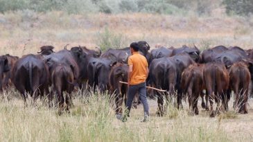S&ouml;ğ&uuml;tl&uuml;'de Serengeti Manzaraları: S&uuml;t &Uuml;r&uuml;nleri B&uuml;y&uuml;l&uuml;yor