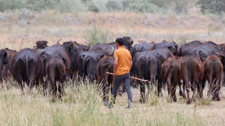 Söğütlü'de Serengeti Manzaraları: Süt Ürünleri Büyülüyor