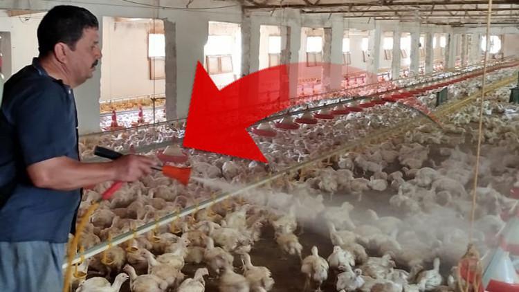 Tavuklarını Aşırı Sıcaktan Korumanın Yolu: İlgçek Yöntem