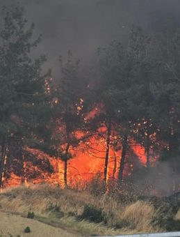 Tekirdağ Şarköy’den Gelibolu’ya Ulaşan Yangın Kontrol Altına Alındı