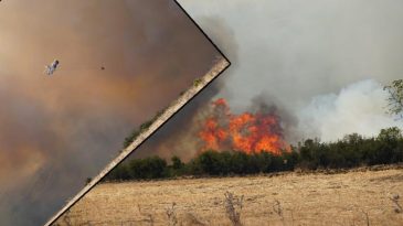 Tekirdağ'da Anız Yangını Ormana Sı&ccedil;radı! R&uuml;zgarın Etkisiyle B&uuml;y&uuml;d&uuml;