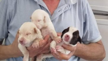 Tescilli Irk Olan K&ouml;pek 13 Yavru D&uuml;nyaya Getirdi