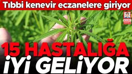 Tıbbi Kenevir Eczanelere Giriyor