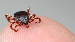 Tokat'ta Kene Tehlikesi! 3 Kişi Hastaneye Yatırıldı