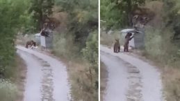 Tokat'ta Yerleşim Alanına İnen Ayılar | "Gülümseyin, Çekiyorum!" Dedi