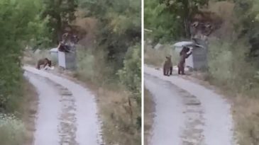 Tokat'ta Yerleşim Alanına İnen Ayılar | "G&uuml;l&uuml;mseyin, &Ccedil;ekiyorum!" Dedi