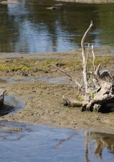 Trakya'da Nehir ve Barajlardaki Su Seviyeleri Alarm Veriyor