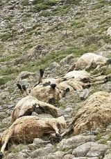 Tunceli'de Yıldırım D&uuml;şmesi Sonucu 200 Koyun Telef Oldu