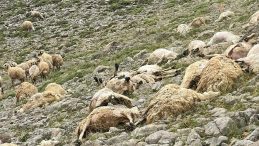 Tunceli'de Yıldırım Düşmesi Sonucu 200 Koyun Telef Oldu