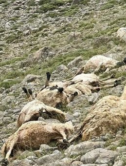 Tunceli'de Yıldırım Düşmesi Sonucu 200 Koyun Telef Oldu