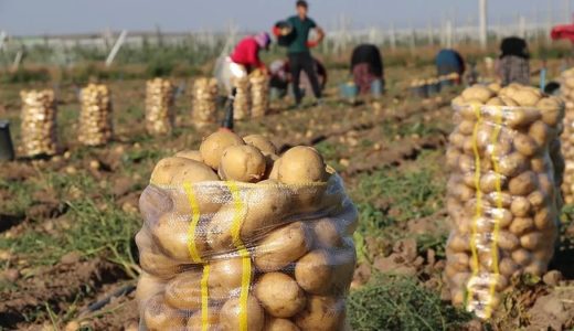 TÜİK Verileri: Fiyat Artışında Kara Yolu Taşımacılığı Öne Çıktı, Patates Ucuzladı