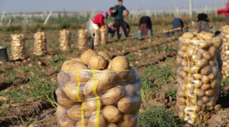 TÜİK Verileri: Fiyat Artışında Kara Yolu Taşımacılığı Öne Çıktı, Patates Ucuzladı