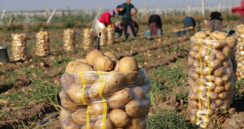 TÜİK Verileri: Fiyat Artışında Kara Yolu Taşımacılığı Öne Çıktı, Patates Ucuzladı