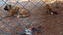 Üniversite Yönetimi, Ceylanları Koruma Altına Almıştı | Köpekler Tarafından Telef Oldu