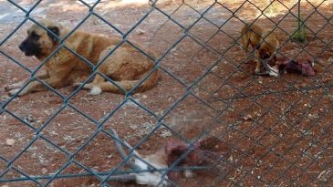 &Uuml;niversite Y&ouml;netimi, Ceylanları Koruma Altına Almıştı | K&ouml;pekler Tarafından Telef Oldu