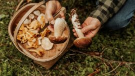 Uzmanlardan Korkutan Mantar Uyarısı: Kalp Krizi Riski!