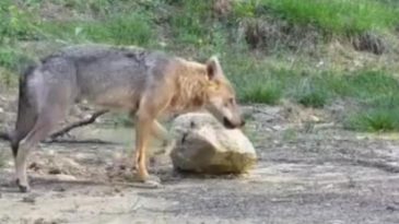 Vatandaşların Kurduğu Fotokapana Yakalandılar! &Ccedil;ok &Ouml;zel ve Dikkat &Ccedil;ekici G&ouml;r&uuml;nt&uuml;ler