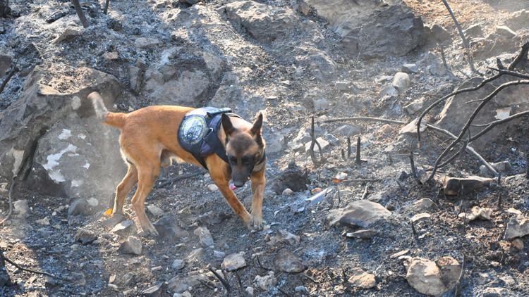 Yangınların Çıkış Nedenini Belirlemek İçin Görevde! 'Ateş' Sabotaj Durumunu Tespit Ediyor