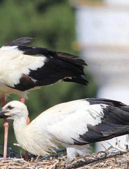 Yaren Leylek Kıskanacak! Leylekler Bu Köyü Tercih Ediyor…
