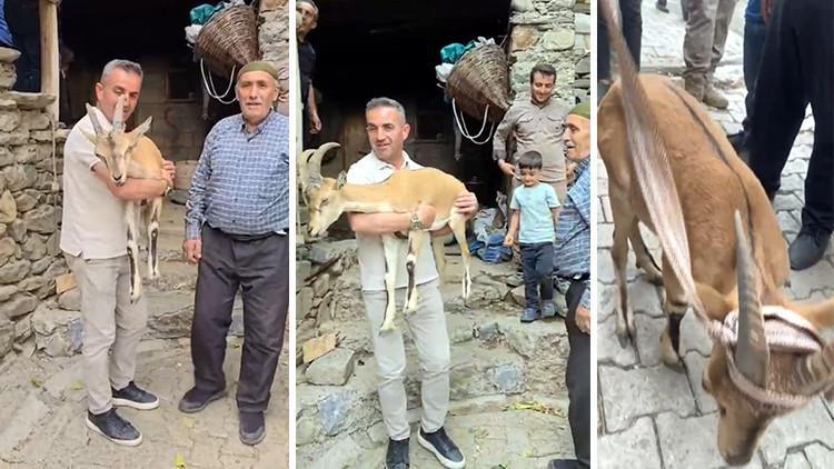Yaylada Bitkin Bulunan Dağ Keçisi, Bakıma Alındı