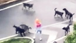 Yolda yürüyen kadına sokak köpekleri saldırdı