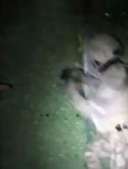 Zehir Tacirlerine Geçit Yok! Bakan Yerlikaya'dan Önemli Açıklama: 21 İlde 304 Torbacı Yakalandı