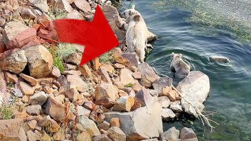 'İnsanlarla karşılaşması &ccedil;ok riskli' | Yoğunlukları artıyor: Bitlis'te suda y&uuml;zerken g&ouml;r&uuml;nt&uuml;lendiler