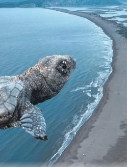 40 Bin Deniz Kaplumbağası Devlet Korumasında