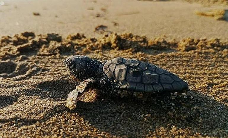 Caretta Caretta Yavruları