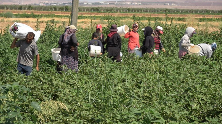 Karpuz Tarlası