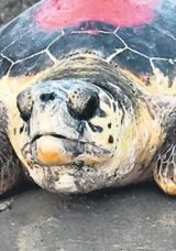 90 Deniz Kaplumbağası Uydu Takibinde